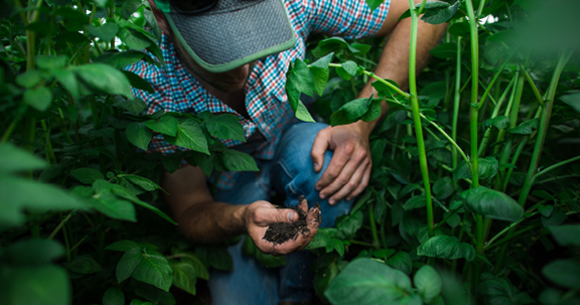 A Farmer in the field inspecting the crops.