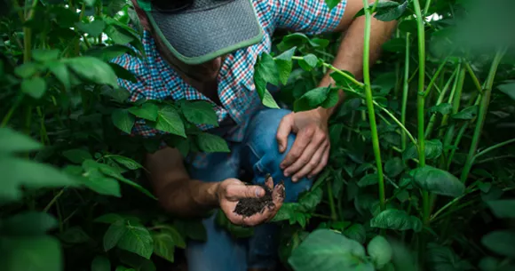 A Farmer in the field inspecting the crops.