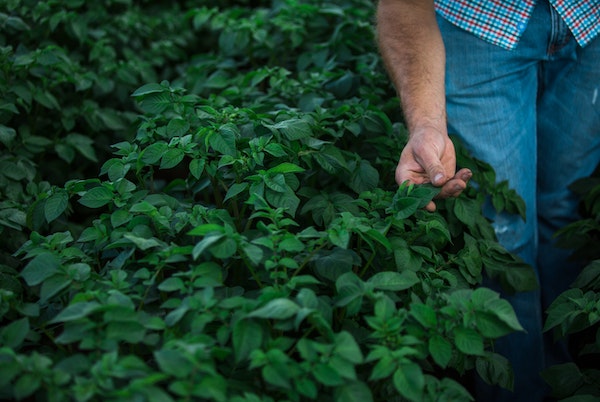 Purposeful Potatoes_Potato Sustainability Alliance